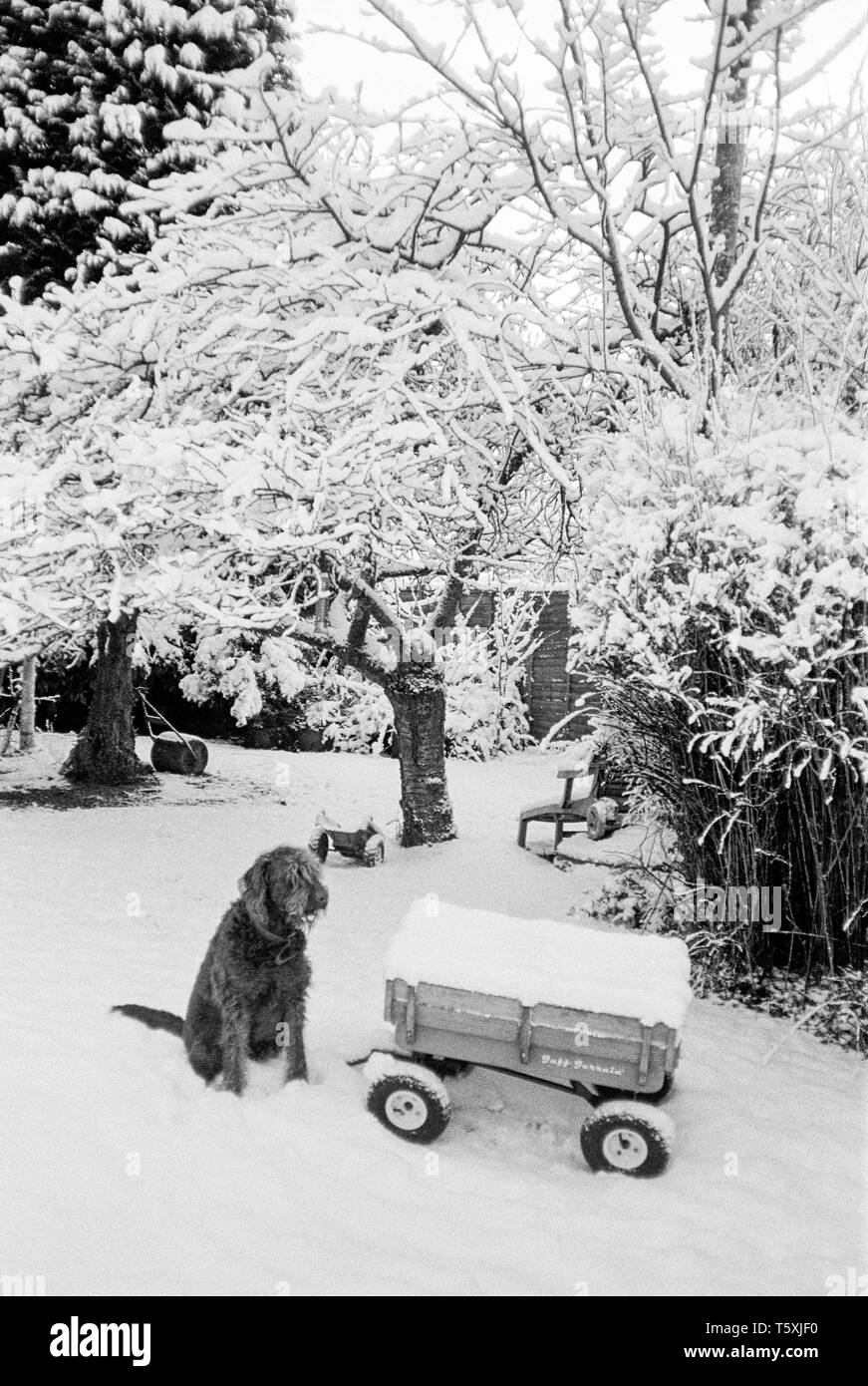 Labradoodle dog in the snow, Medstead, Hampshir, England, United Kingdom. Stock Photo