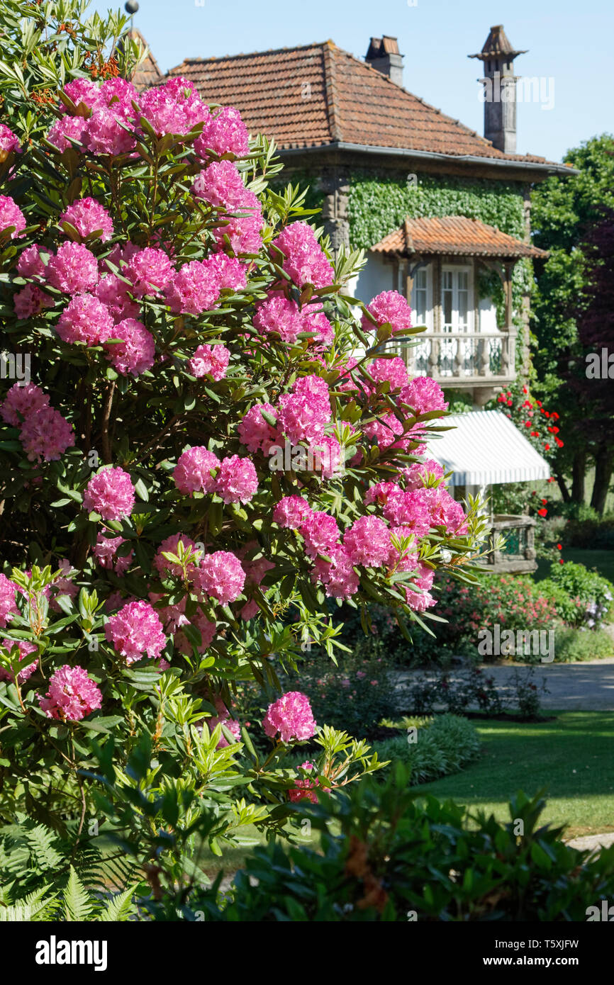 rhododendron, rose flowers, house beyond, colorful, Aveleda Wine Estate,  garden, Europe, Penafiel, Portugal, spring, vertical Stock Photo - Alamy