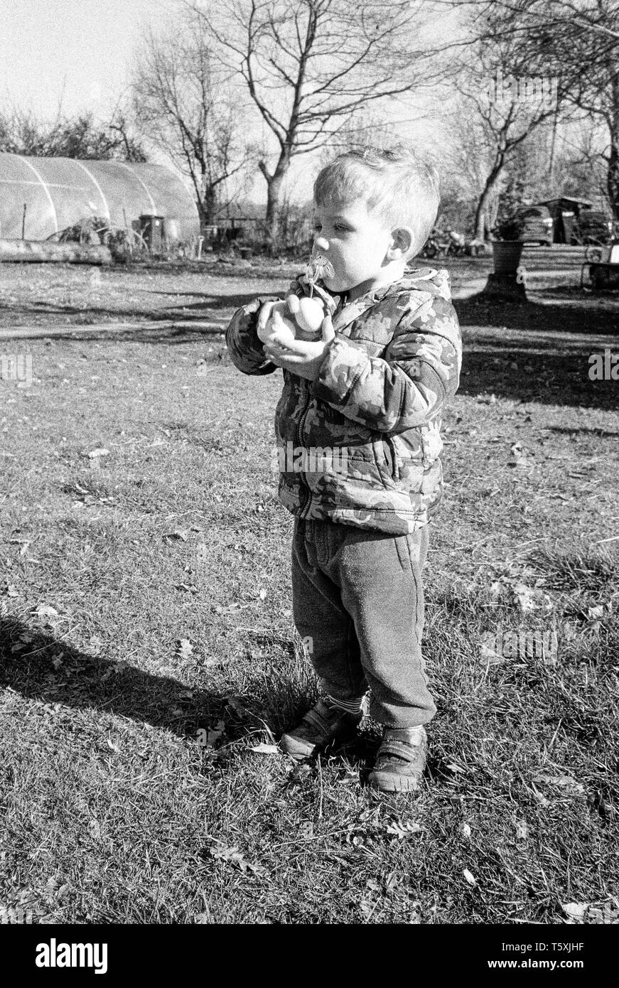 Two year old baby boy collecting chicken eggs, Medstead, Hampshire, England, united Kingdom Stock Photo