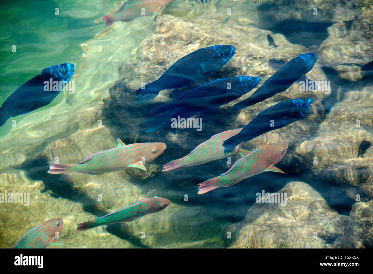 Native fish by the coast of Cape Florida, at the south end of Key Biscayne in Miami-Dade County, Florida, USA. Stock Photo