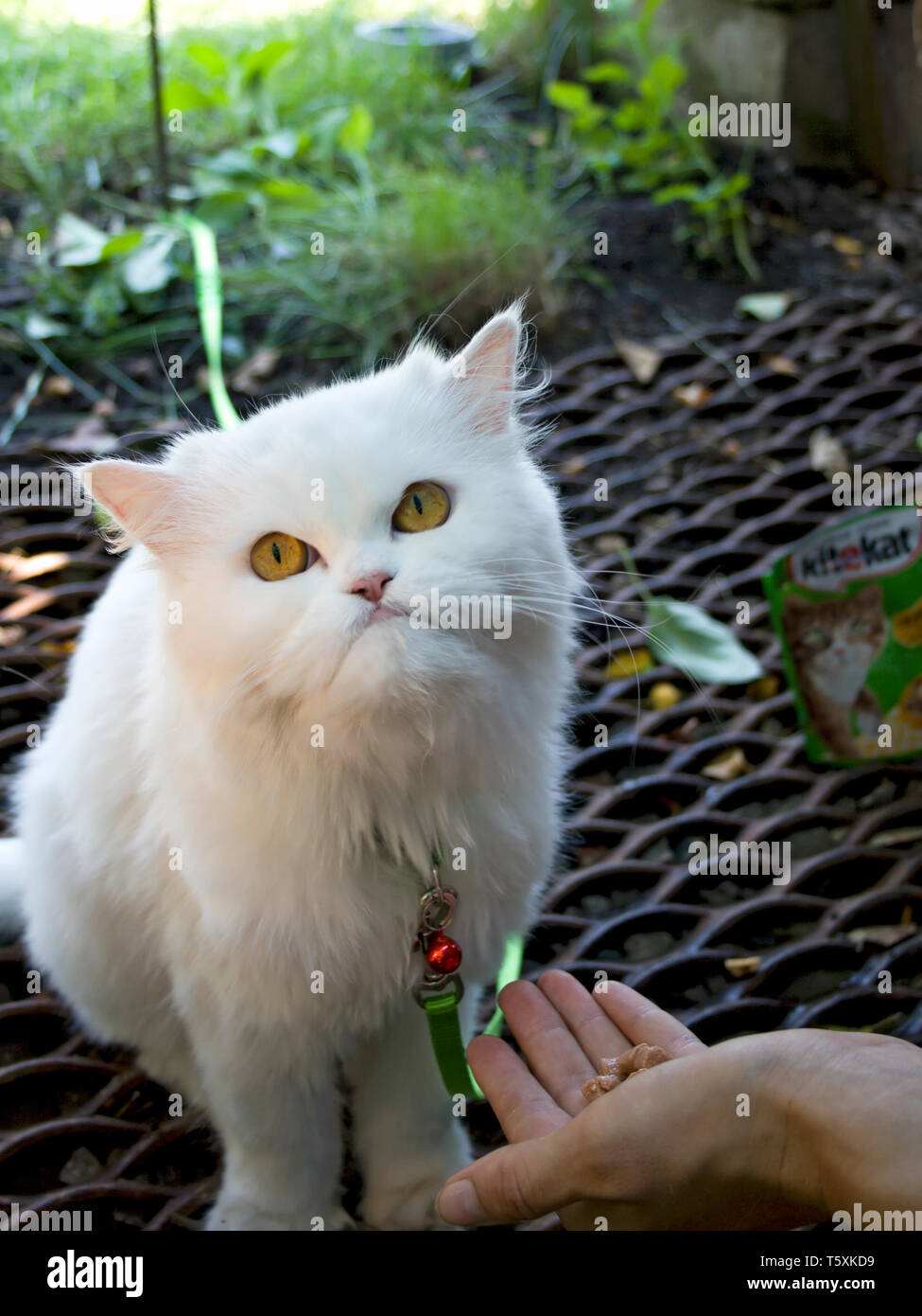 Little white cat eating meat Stock Photo - Alamy