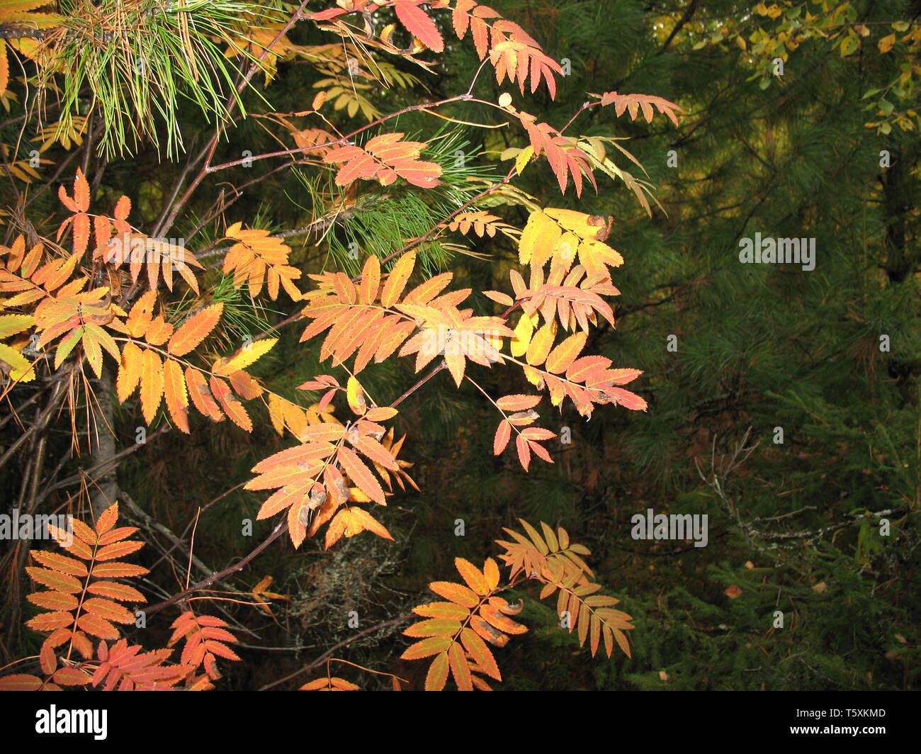 Red in green. Autumn in forest. Stock Photo