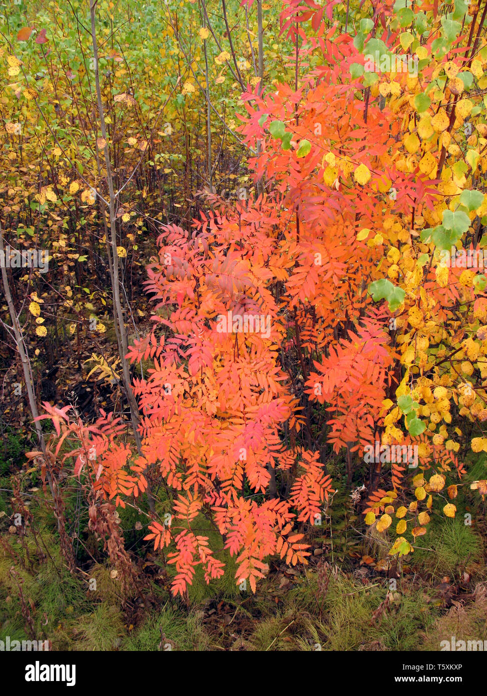 Red rowan in wood. Autumn. Stock Photo