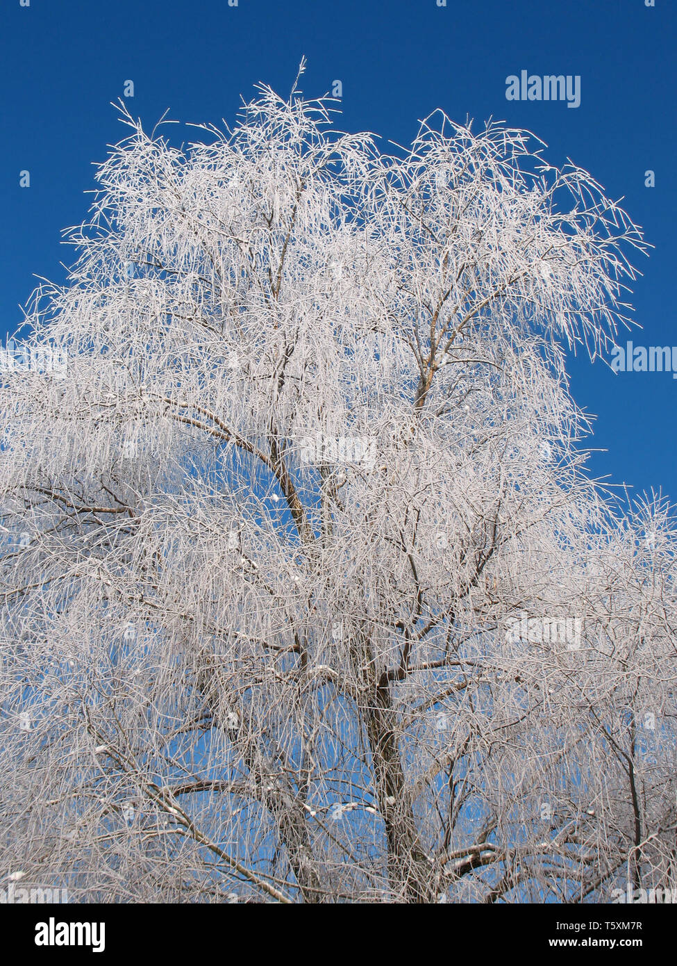 Beauty tree in winter forest Stock Photo - Alamy