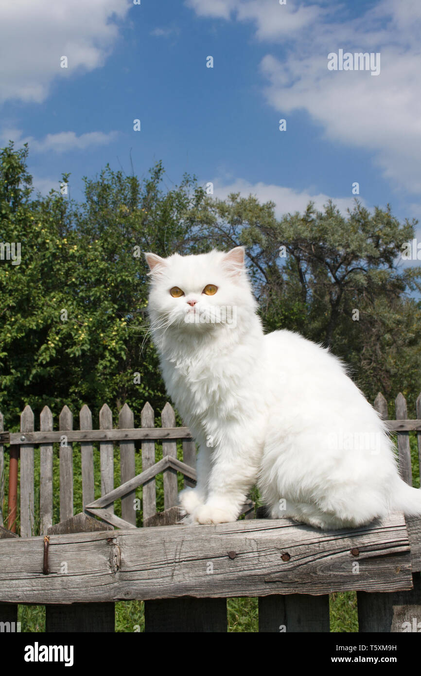 White cat on a fence Stock Photo - Alamy