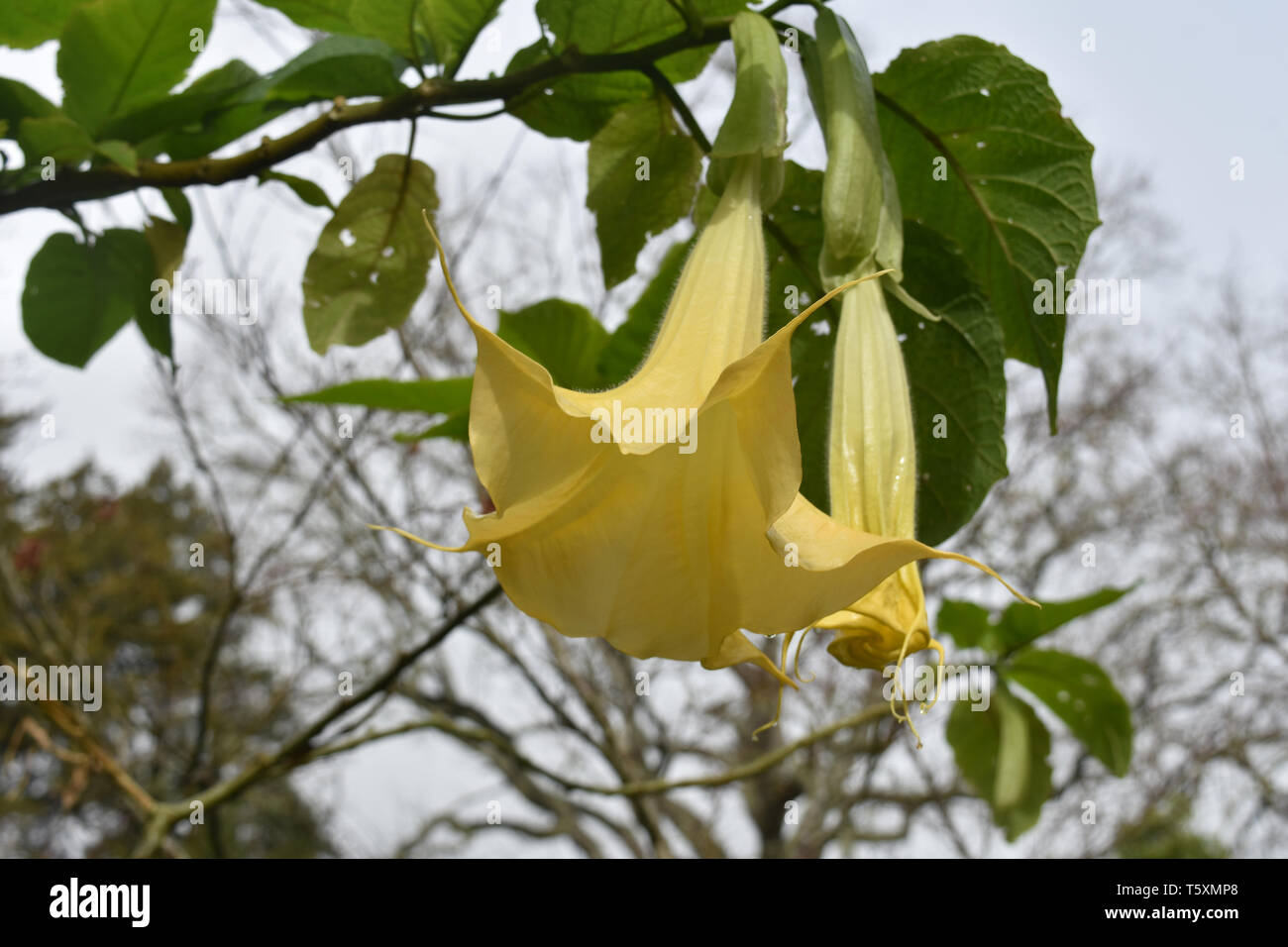 Vine with a gorgeous yellow trumpet flower blossom blooming. Stock Photo