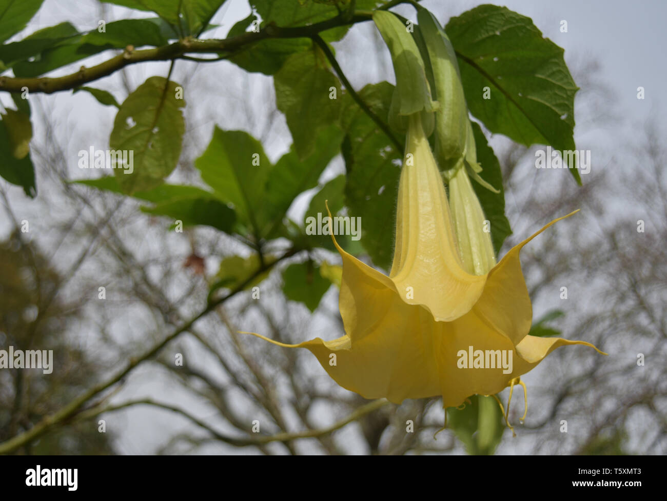 Very pretty yellow angel's trumpet flowers blooming on a vine. Stock Photo