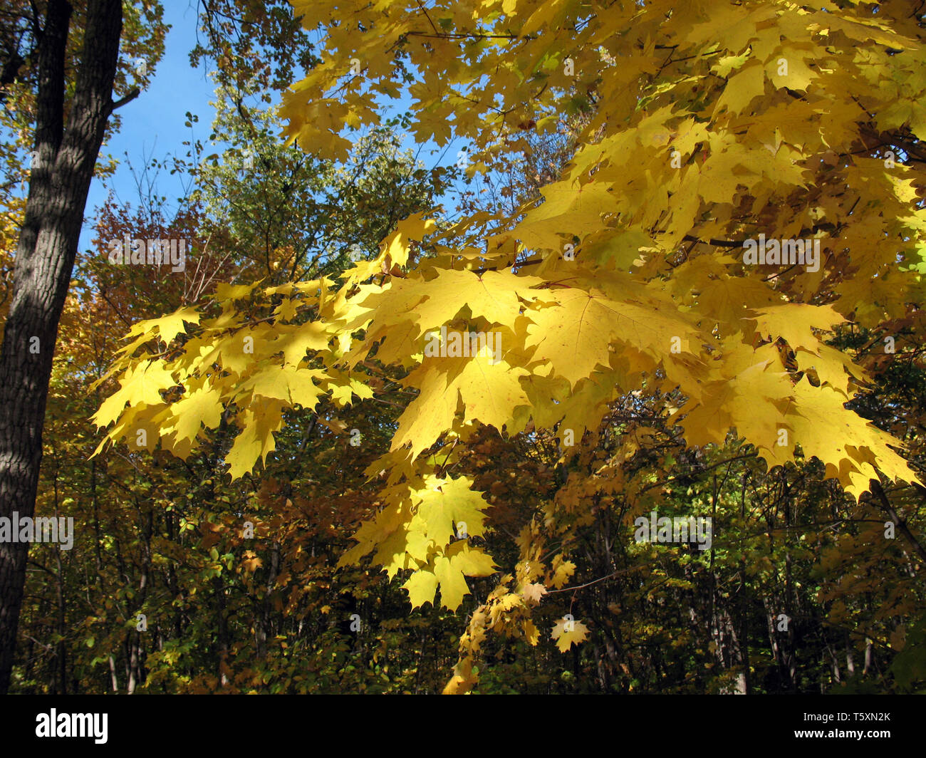 Yellow leafs in autumn forest. Stock Photo