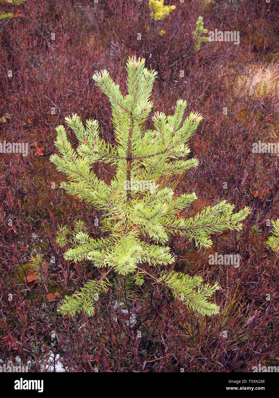 Little spruce. Autumn in wood. Stock Photo