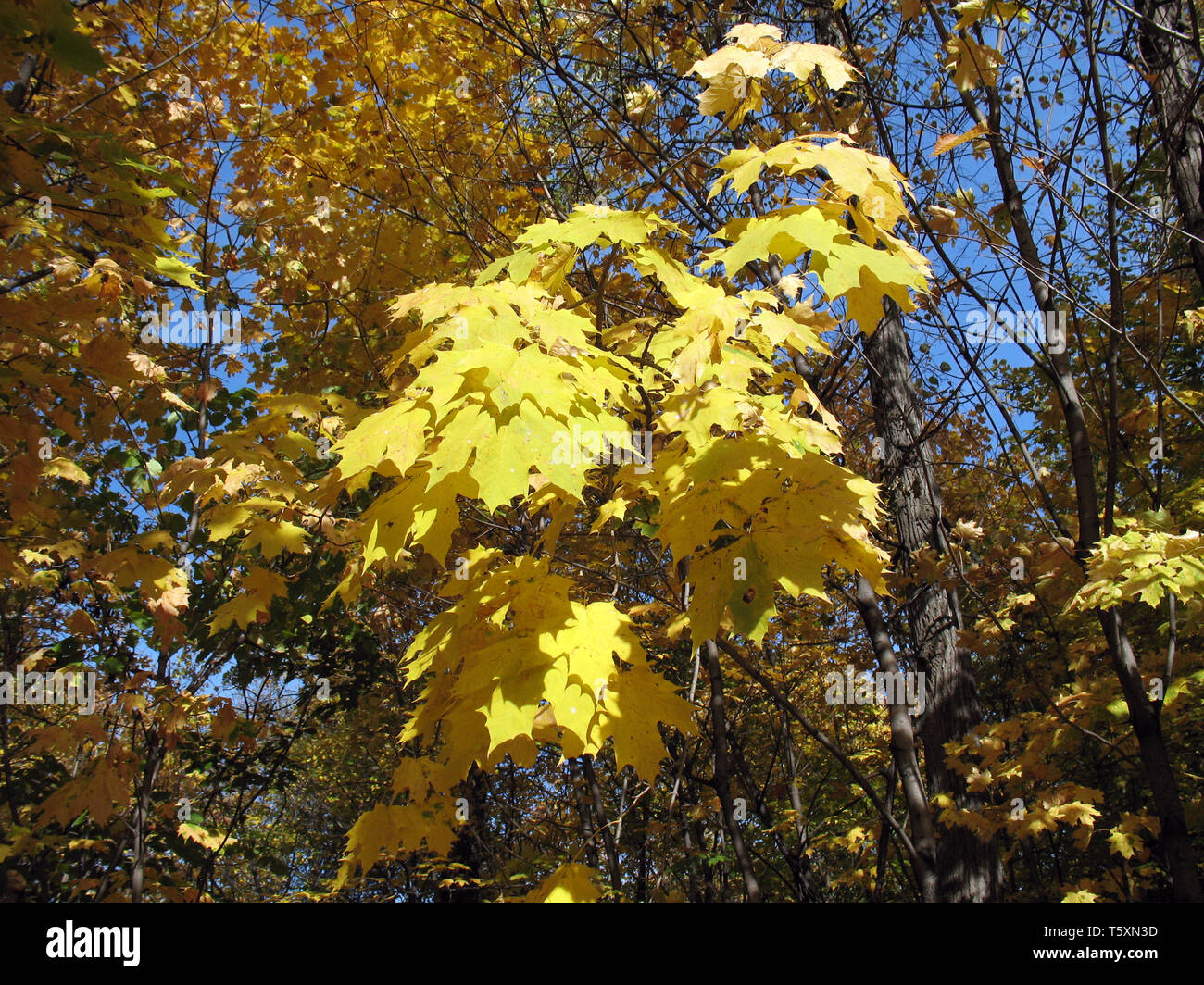 Yellow maple. Autumn in forest. Stock Photo
