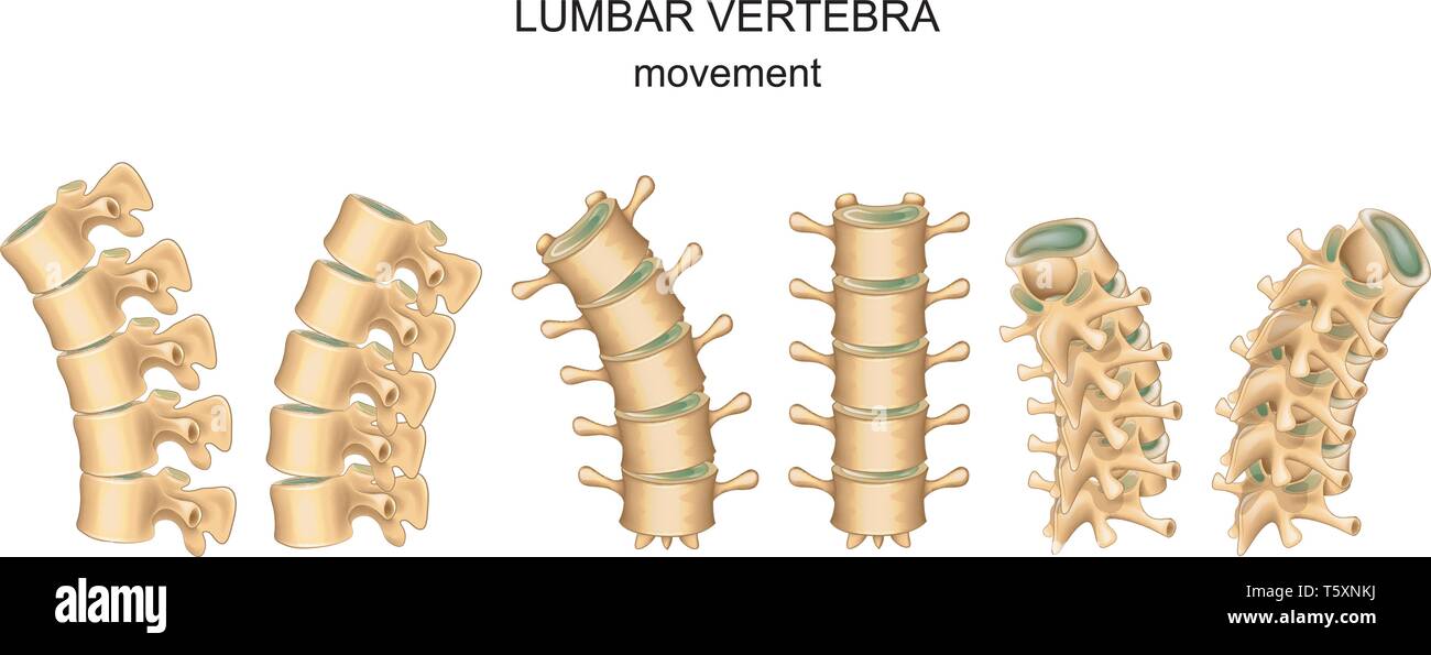Vector illustration of movement in lumbar vertebrae Stock Vector