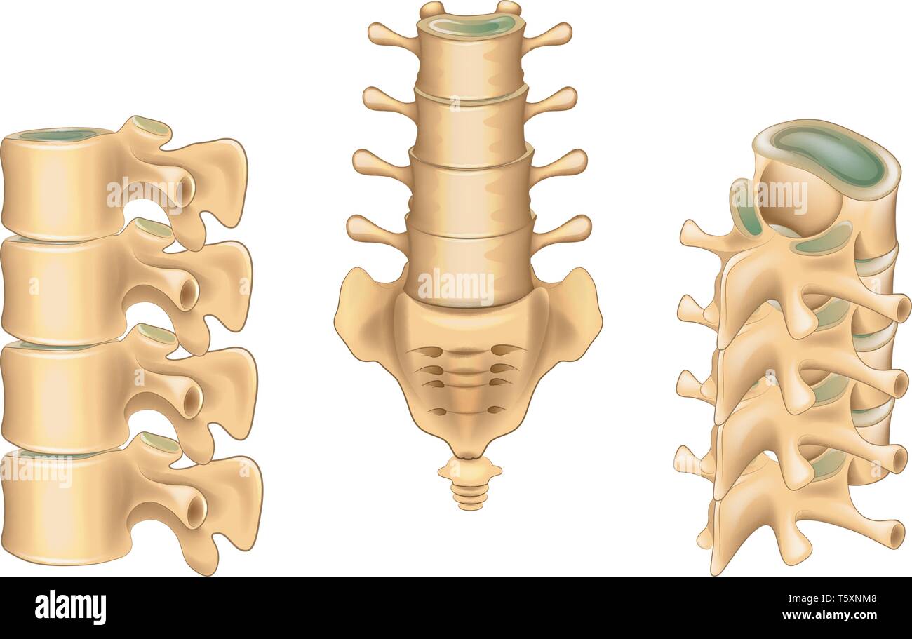 Vector illustration of lumbar vertebrae and sacrum Stock Vector