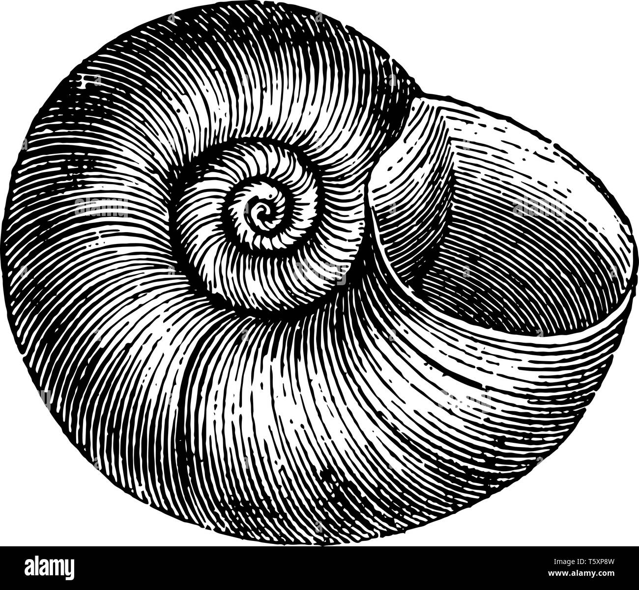 Planorbis Corneus is thin light and disk like in form vintage line drawing or engraving illustration. Stock Vector