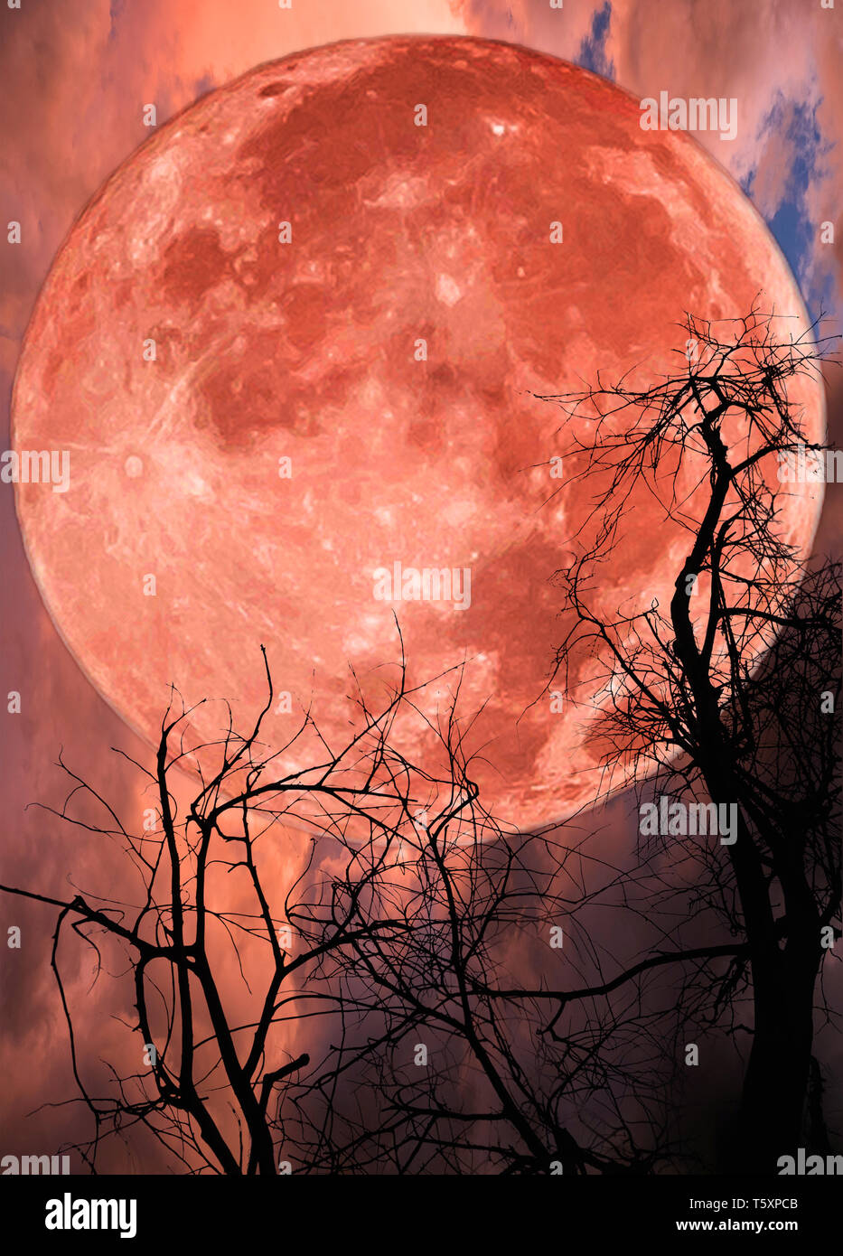 Red big moon and tree silhouette on dramatic sky Stock Photo