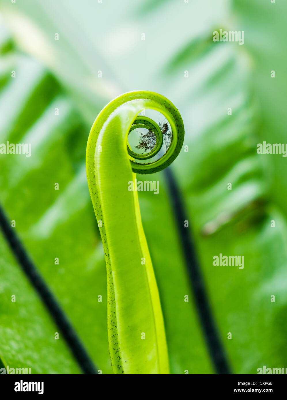 Bird's nest fern green leaf roll monocot Stock Photo