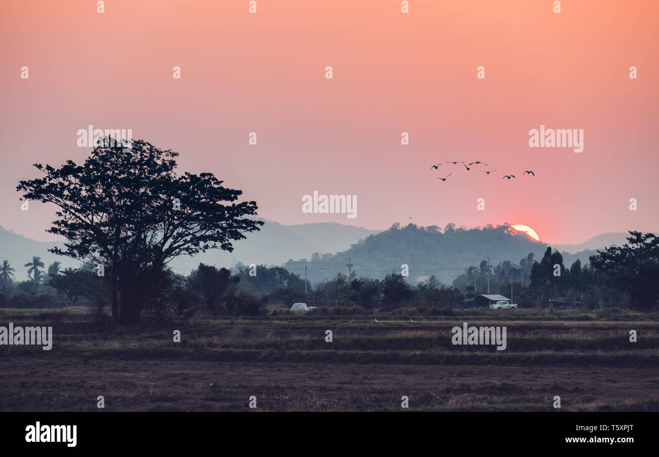Birds flying over rice field hi-res stock photography and images - Alamy
