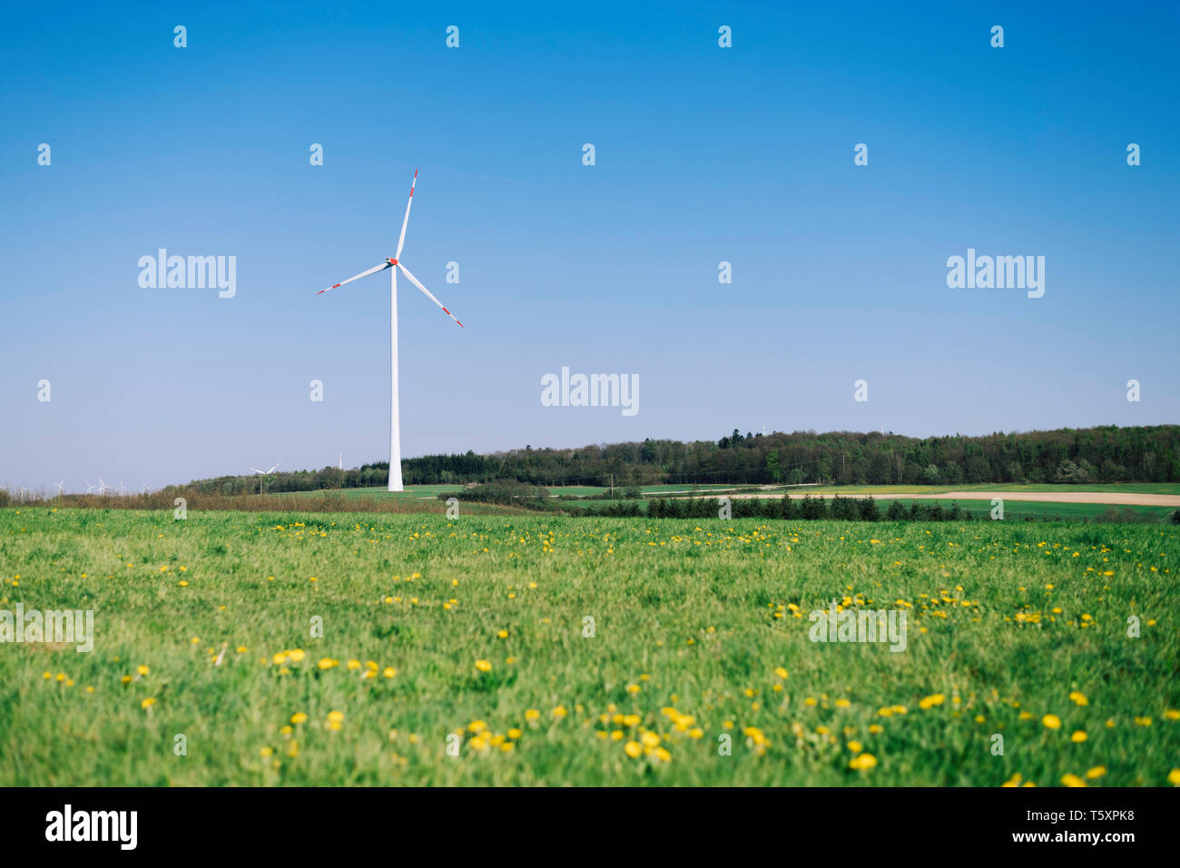 a windmill in the field, with yellow flowers in foreground Stock Photo