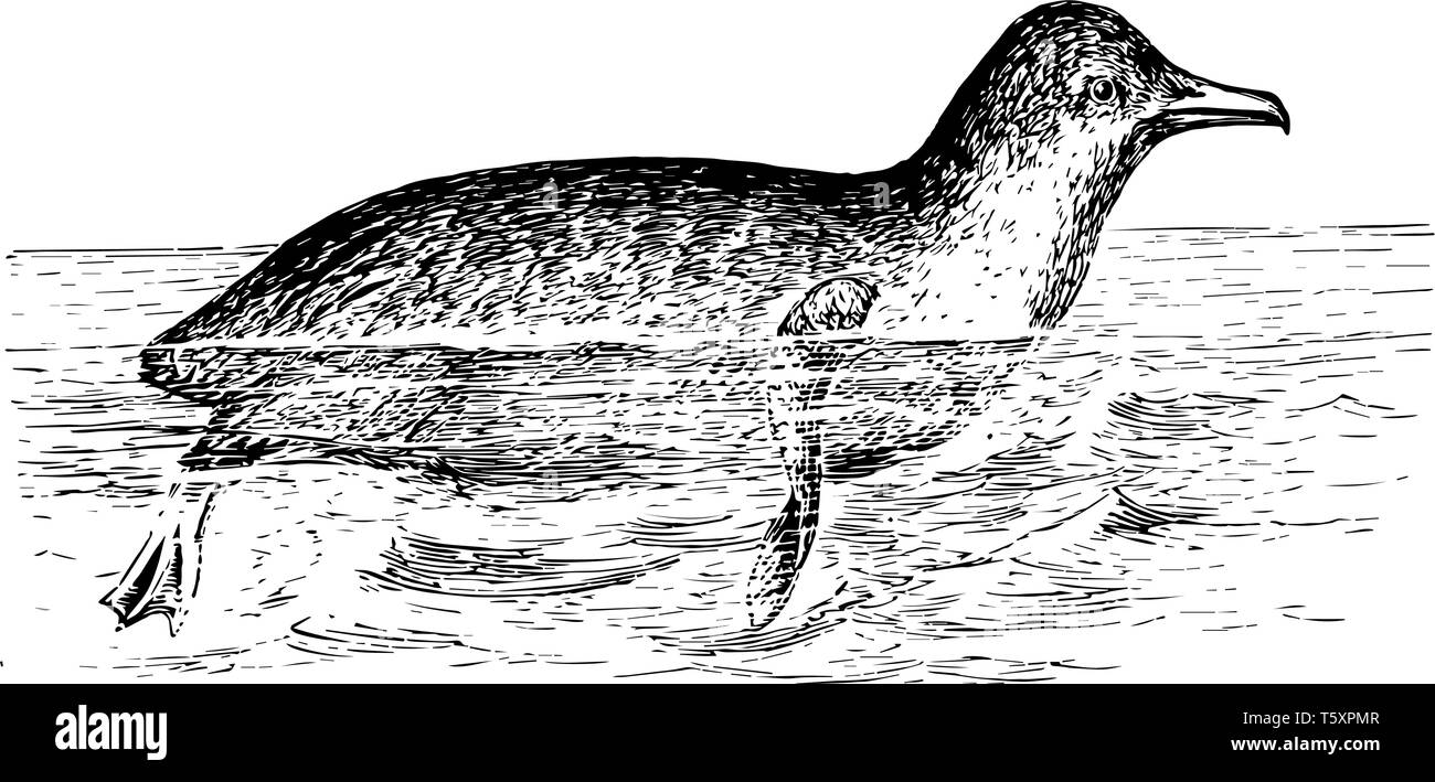 Diving penguin Stock Vector Images Alamy