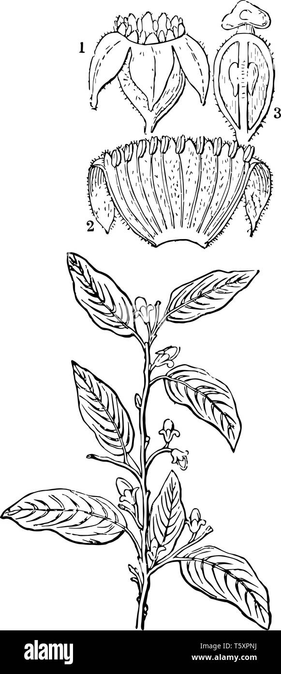 A diagram of Aquilaria Agallochum plant showing a flower the same split open and a section of the ovary vintage line drawing or engraving illustration Stock Vector