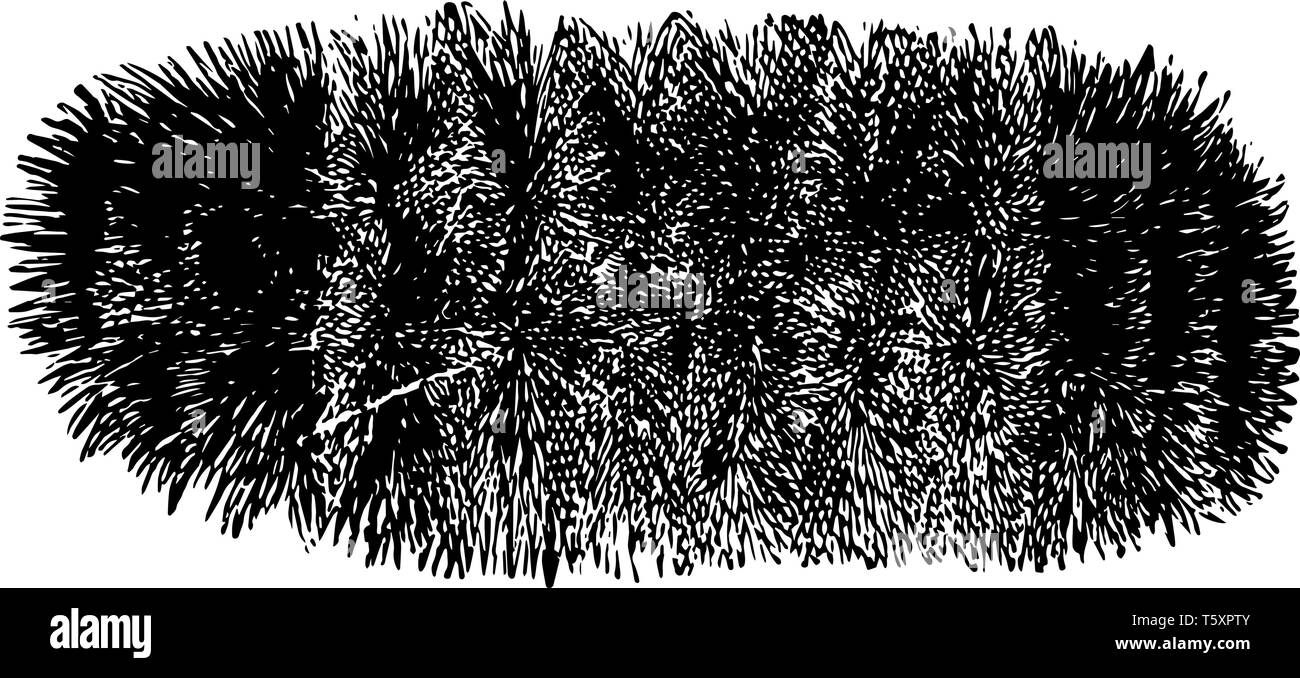 Woolly bear caterpillar Stock Vector Images - Alamy