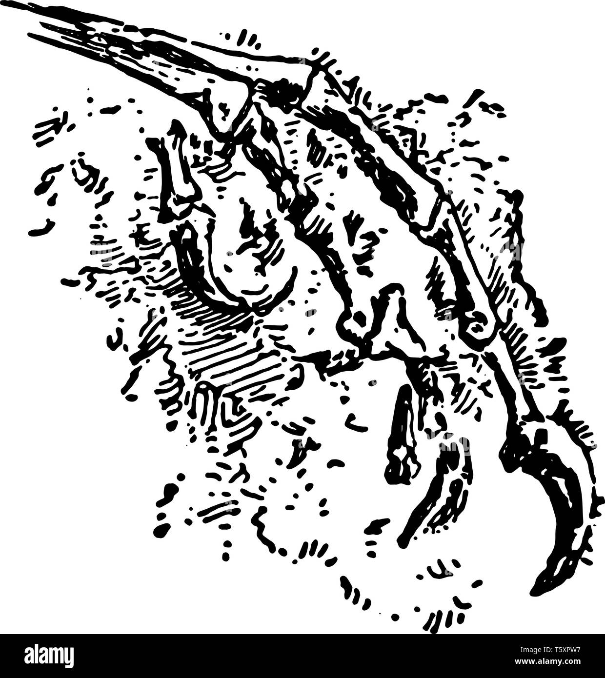 This image represents an ancient bird fossil showing claws vintage line