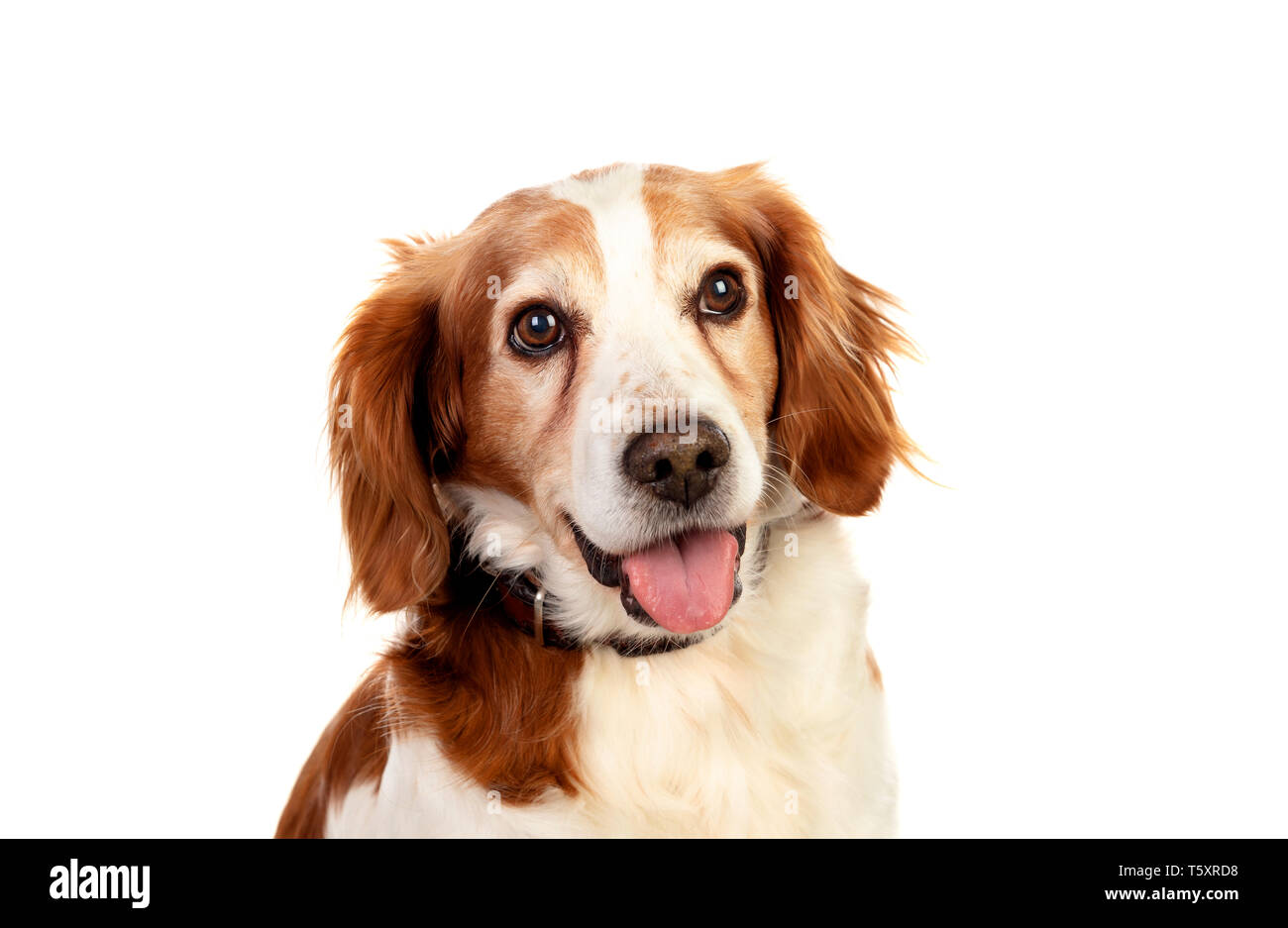 Beautiful portraits of a dog isolated on a white background Stock Photo ...
