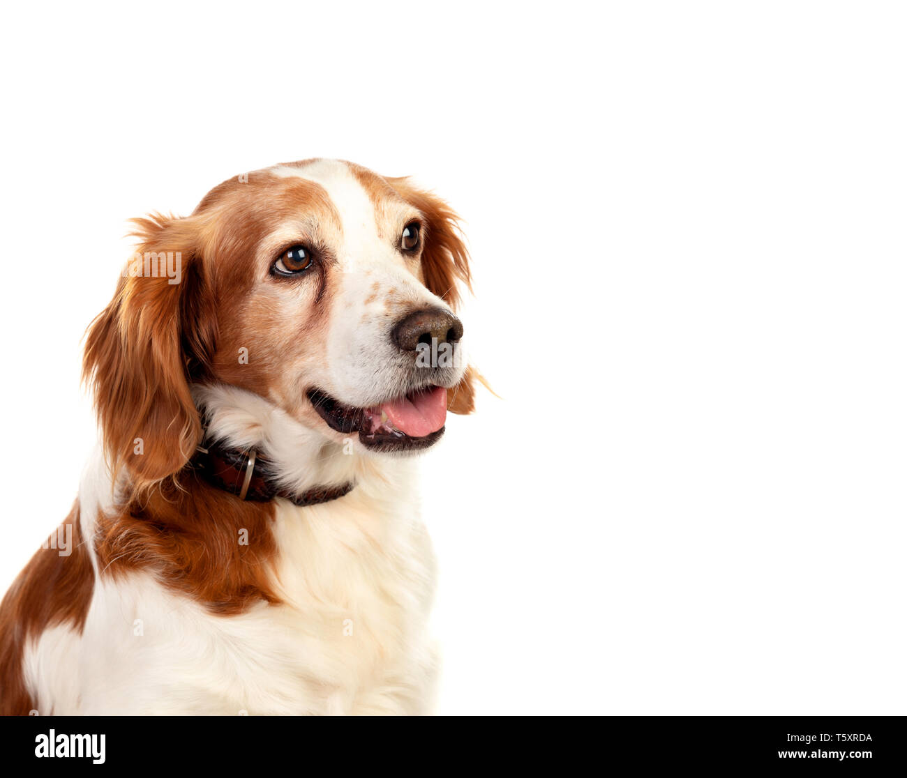 Beautiful portraits of a dog isolated on a white background Stock Photo ...
