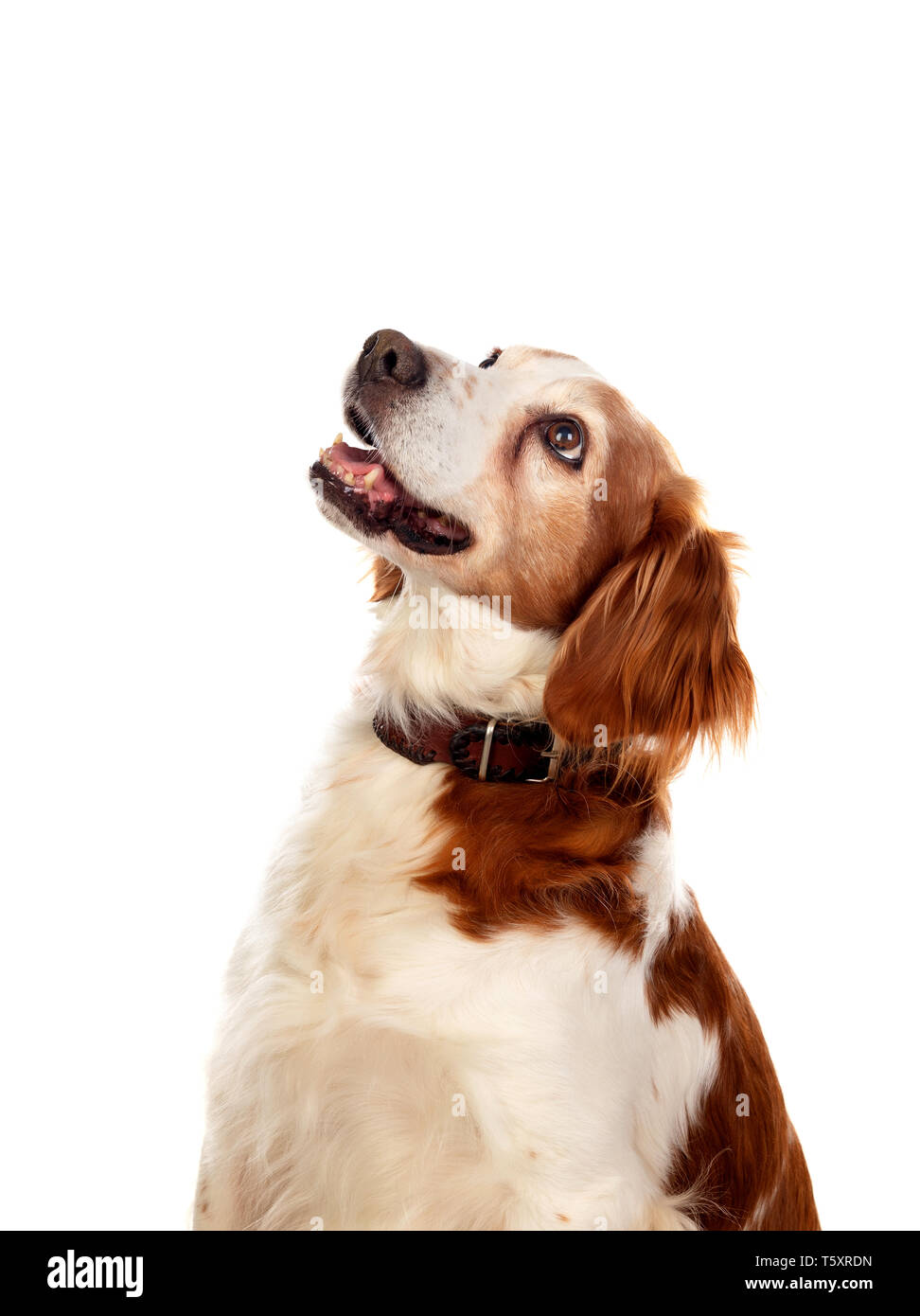 Beautiful portraits of a dog isolated on a white background Stock Photo ...