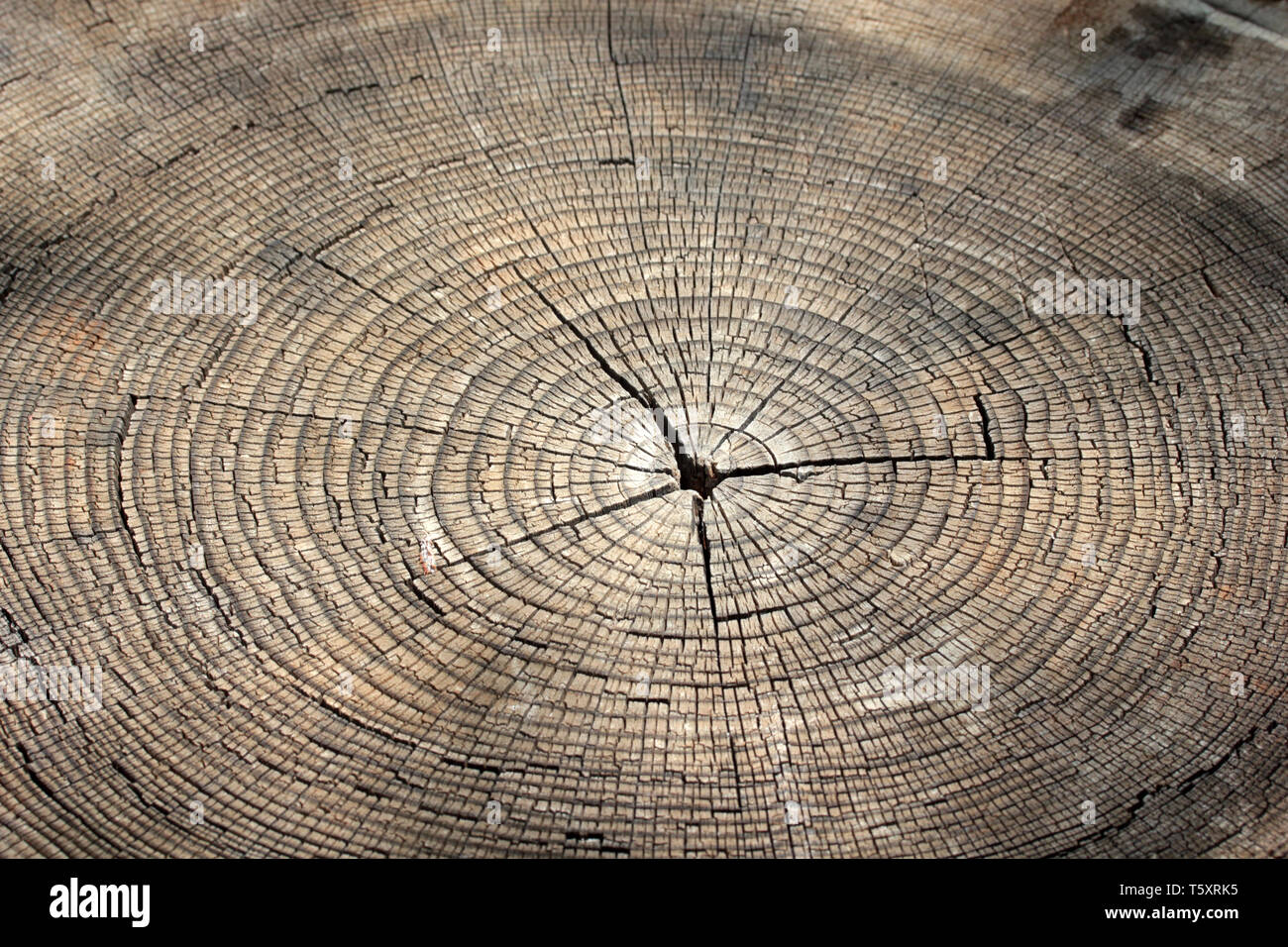 Tree rings texture background Stock Photo - Alamy