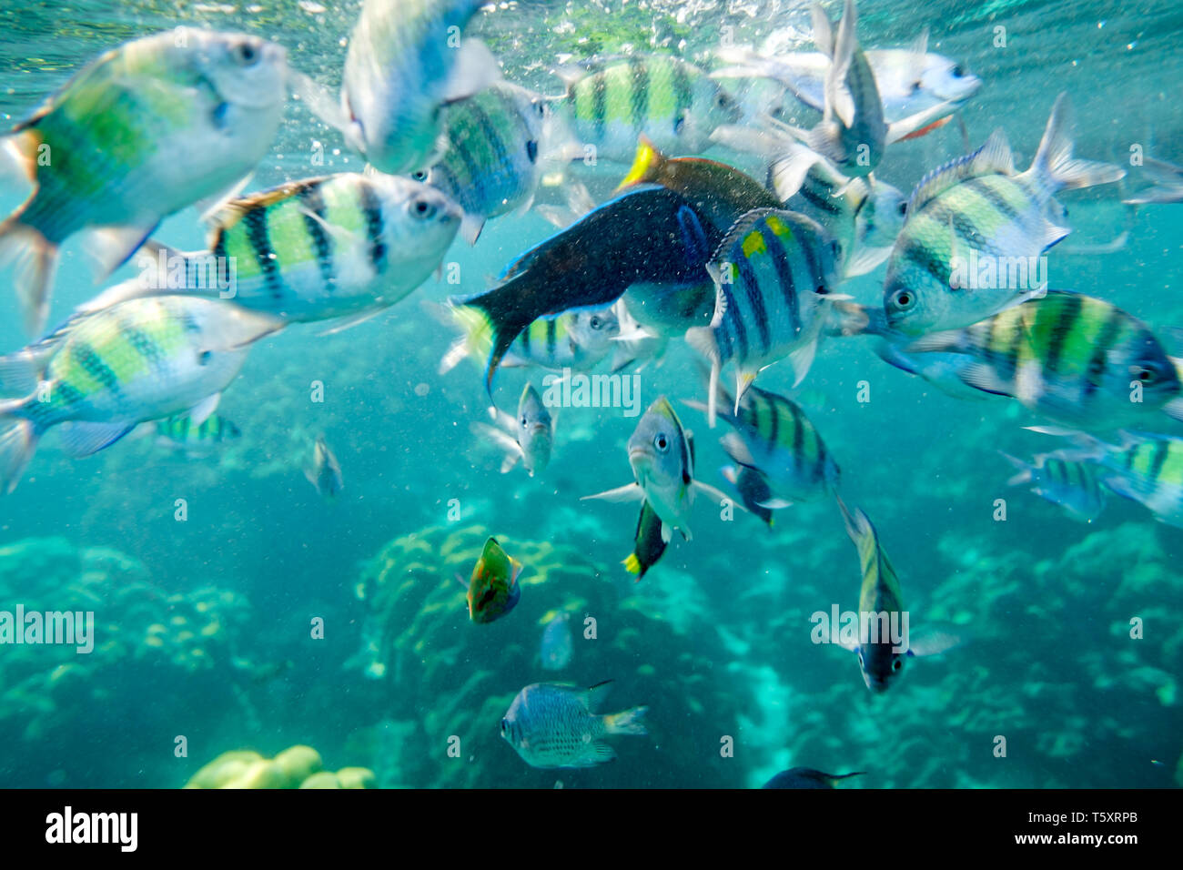 Underwater fish crowd with reef rock in blue sea Stock Photo - Alamy