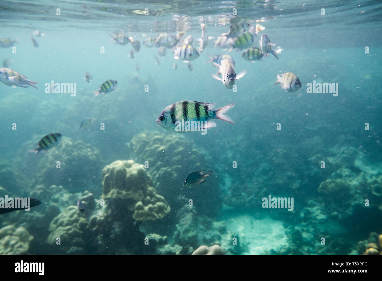 Underwater fish crowd around reef rock Stock Photo - Alamy