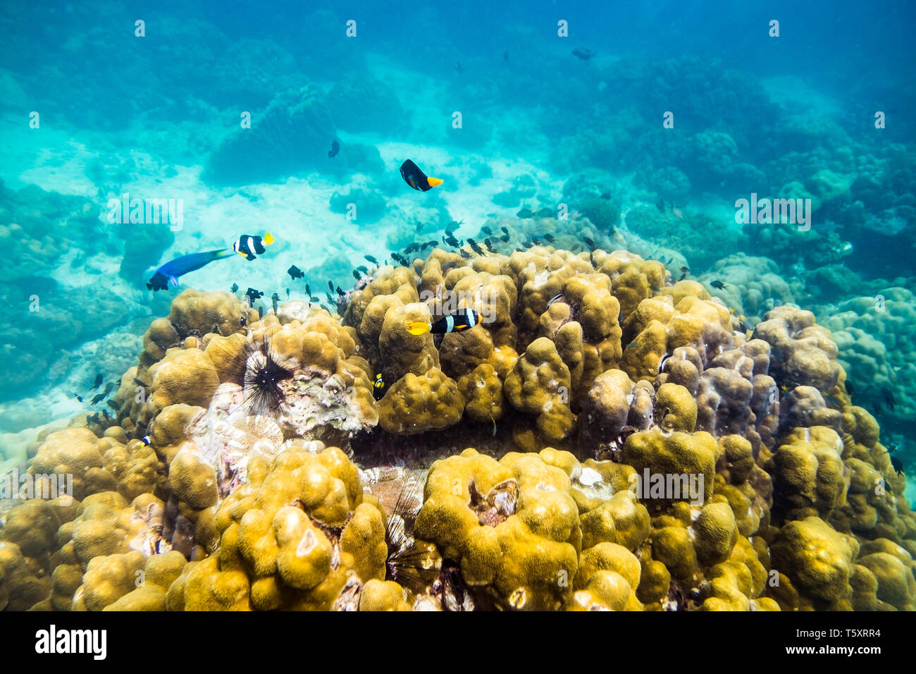 Underwater sea world fish swim around rock stone colorful at ko lipe Stock Photo