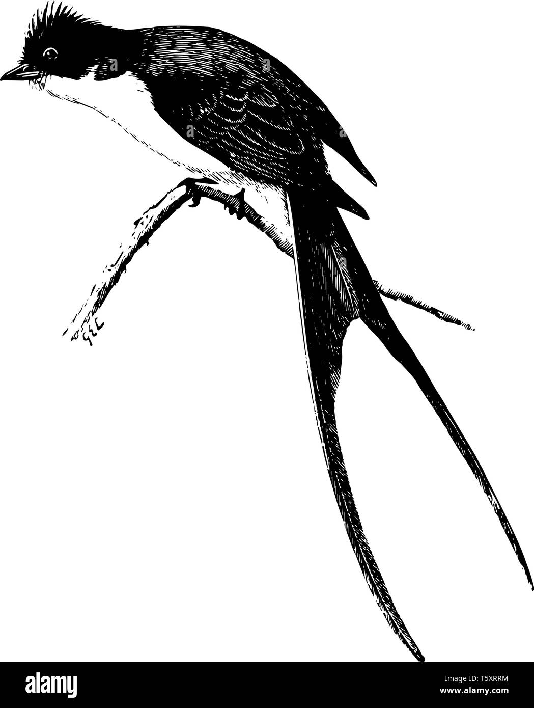 Scissor tail Black and White Stock Photos & Images Alamy