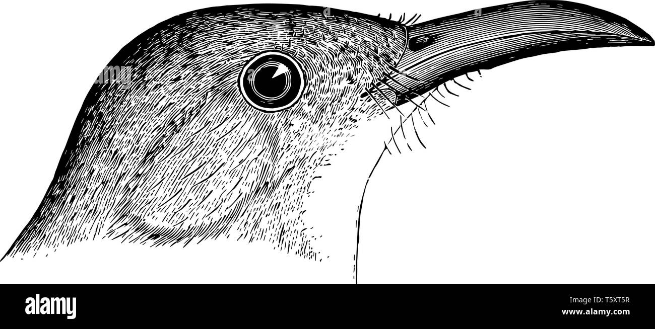 Bow Billed Thrasher in which wing coverts and quills with slight whitish edging, vintage line drawing or engraving illustration. Stock Vector