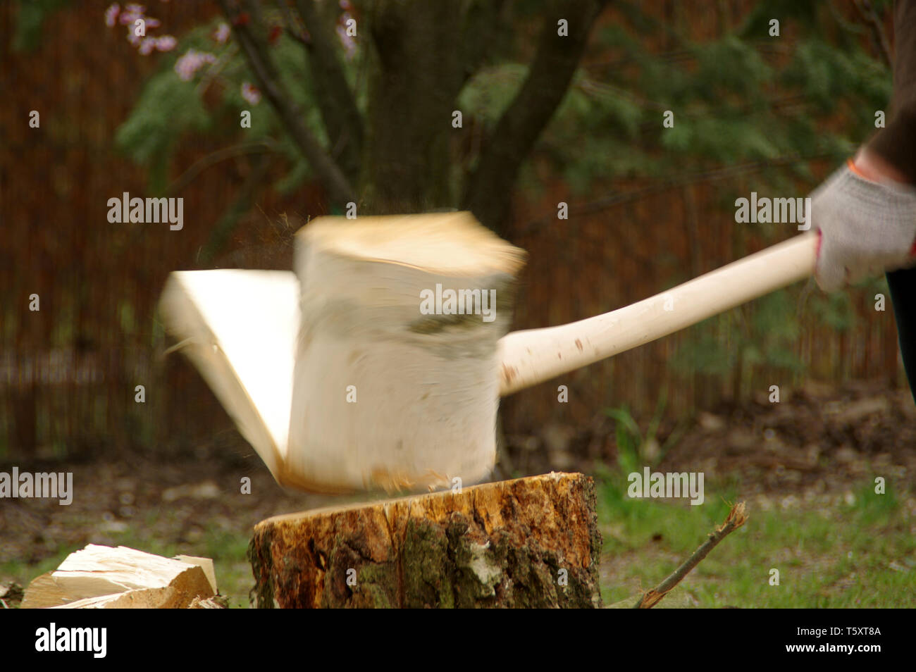 Chopping wood with an ax in his hand. Firewood is getting ready for winter. Dynamic view. The farm is self-sufficient. Stock Photo