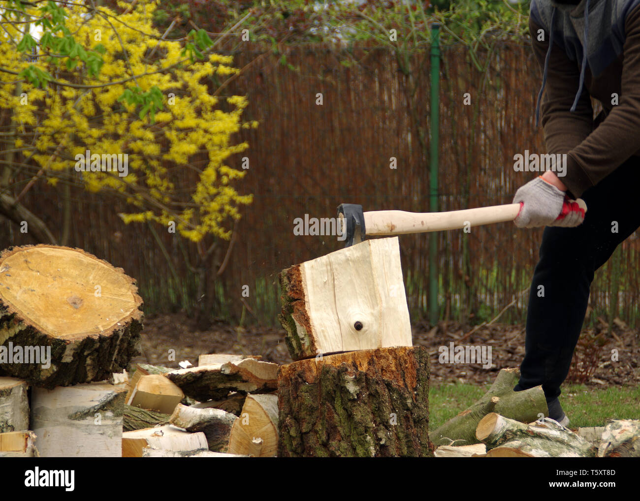 Chopping wood with an ax in his hand. Firewood is getting ready for winter. Dynamic view. The farm is self-sufficient. Stock Photo