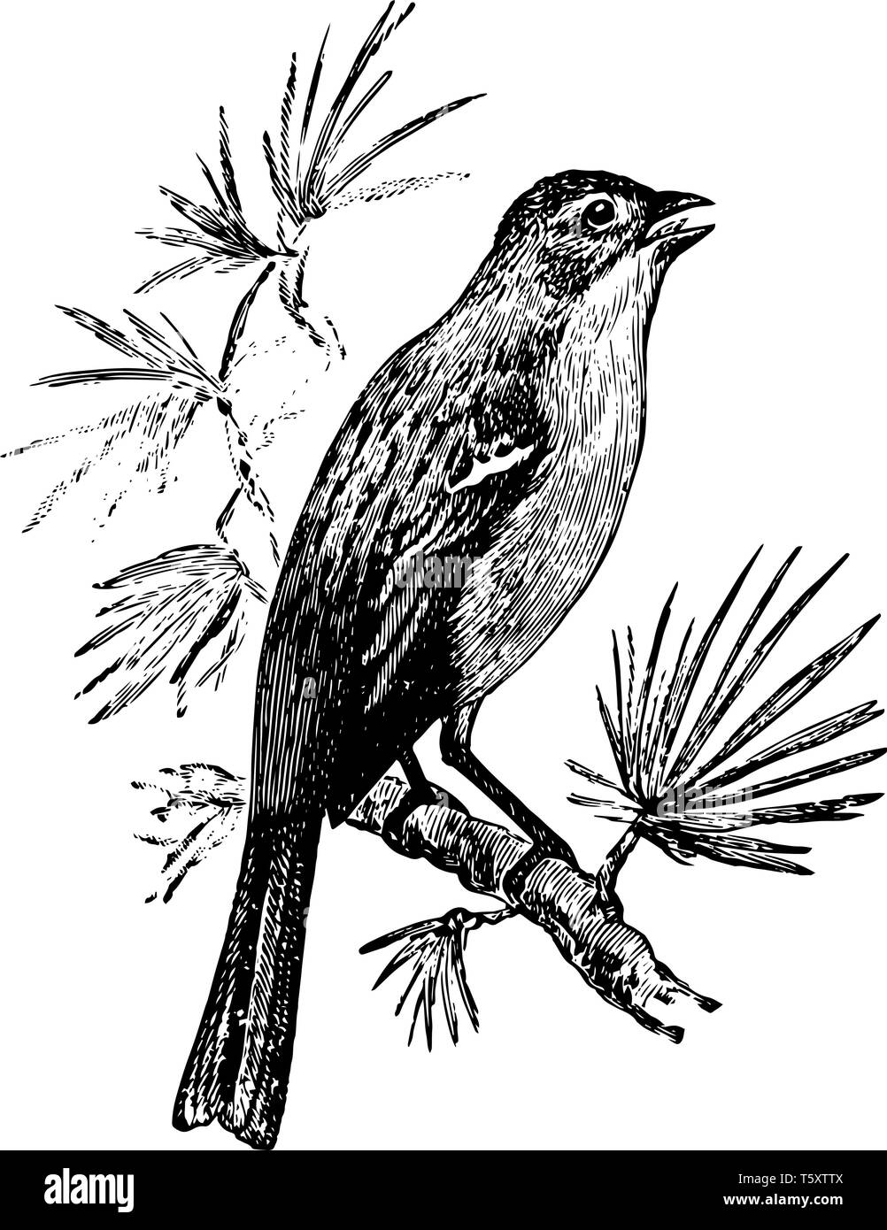 Field Sparrow Singing is a songbird in the Emberizidae family of American sparrows, vintage line drawing or engraving illustration. Stock Vector
