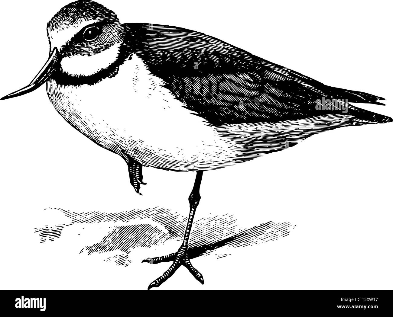 Wry bill is a species of plover endemic to New Zealand, vintage line drawing or engraving illustration. Stock Vector