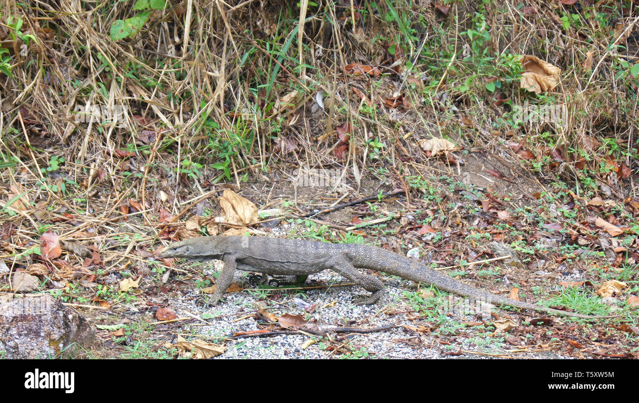 KEDAH, LANGKAWI, MALAYSIA - APR 11th, 2015: Closeup of monitor lizard - Varanus in the jungle Stock Photo