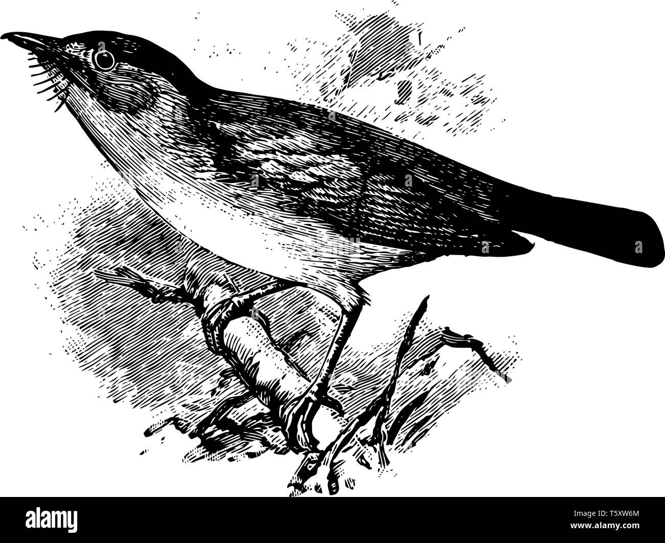 European Pied Flycatcher is a small passerine bird in the Muscicapidae family of Old World Flycatchers, vintage line drawing or engraving illustration Stock Vector