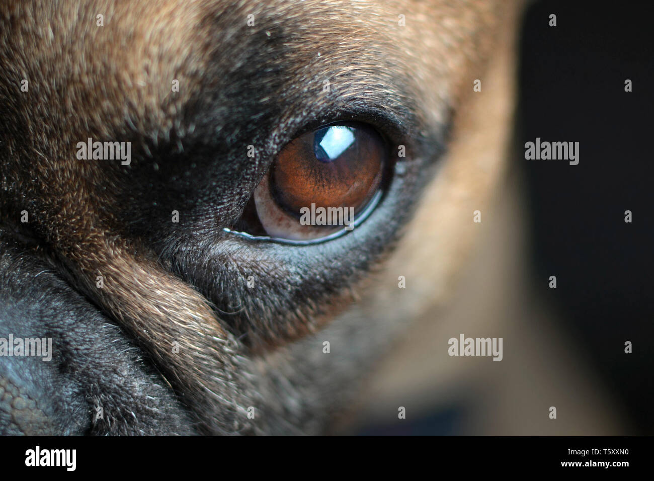 Amber Eyes In Dogs