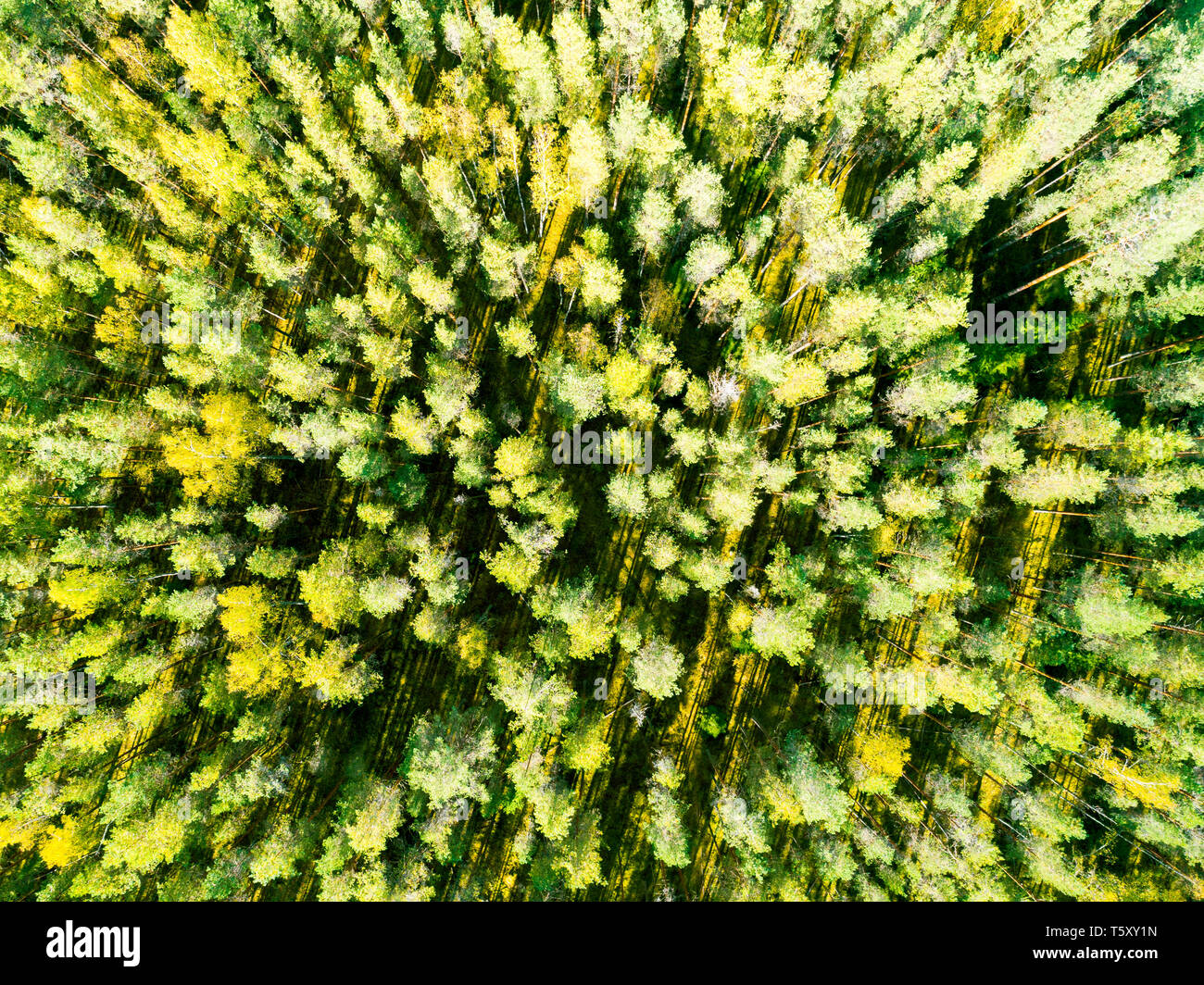 Aerial view of a green forest. Beautiful landscape. Clouds over the ...