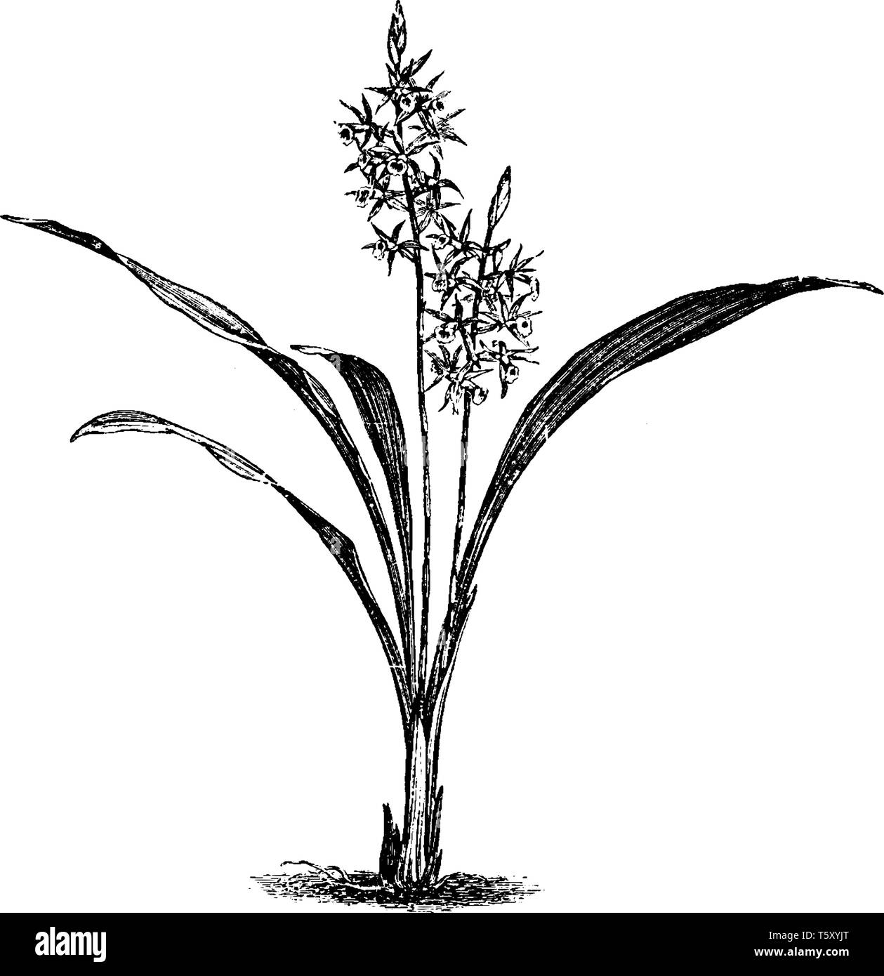 This is a picture of Phaius Grandifolius. Flowers are brown in inner side and white on the outside and are three to four inches long, vintage line dra Stock Vector