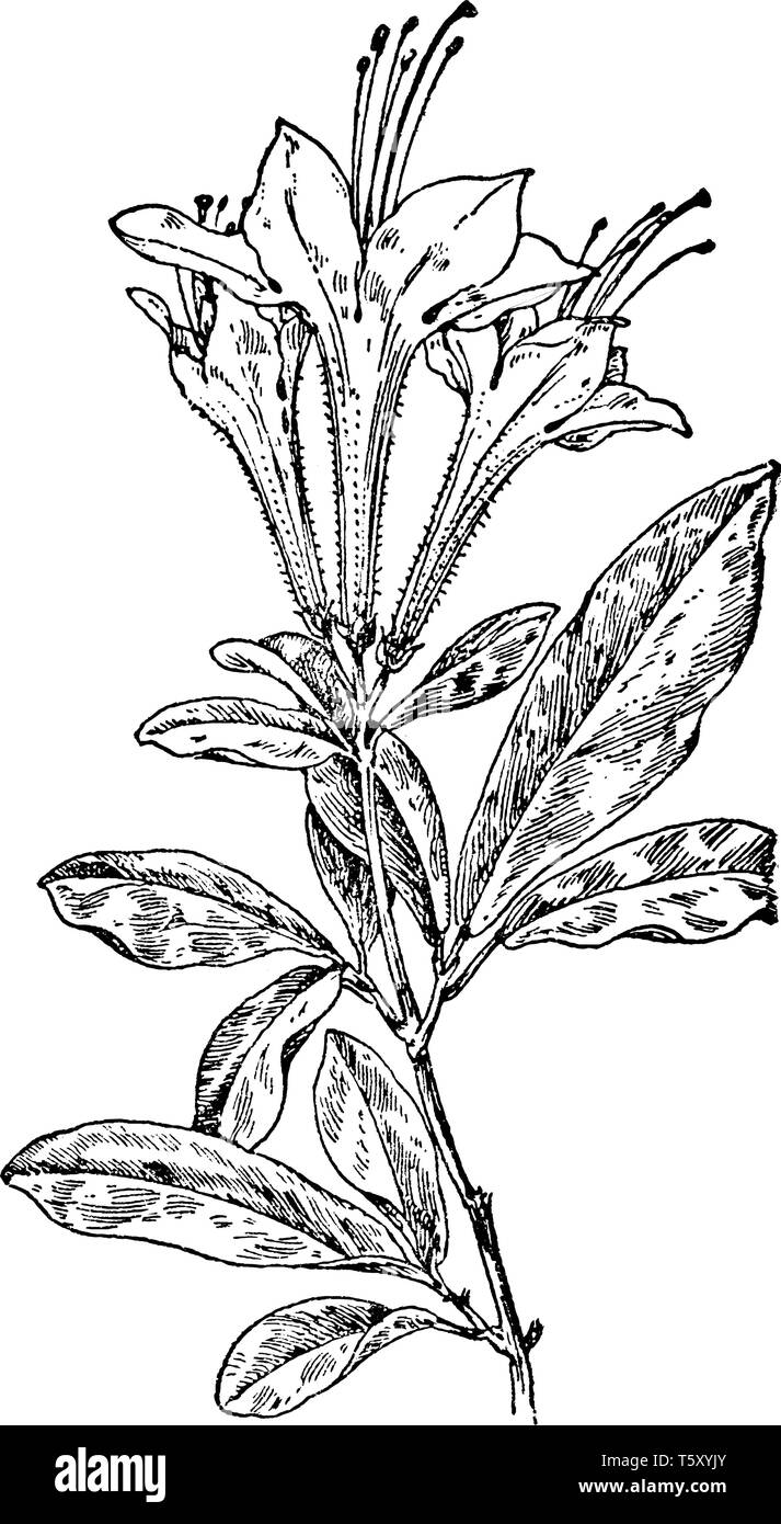 The image shows White Swamp Honeysuckle also known as Rhododendron viscosum is a deciduous shrub which is endemic to the U.S. This upright plant grows Stock Vector