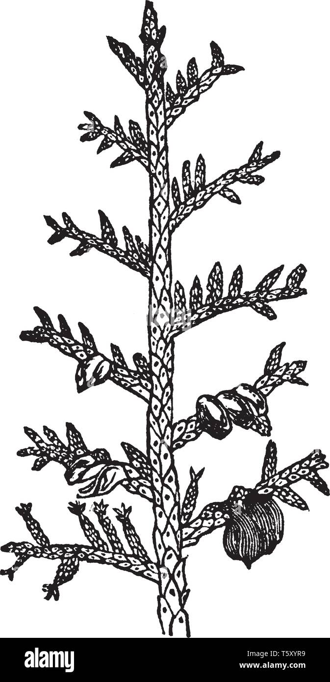 This picture shows Arbor Vitae Plant. It is located deep in the cerebellum. It is the cerebellar white matter, so called for its branched, tree-like a Stock Vector