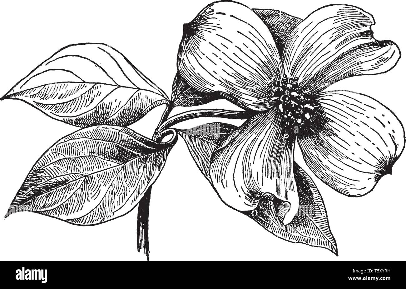 Cornus florida is flowering dogwood native to state of the southeastern U.S. bordering on the Atlantic, the Straits of Florida, and the Gulf of Mexico Stock Vector