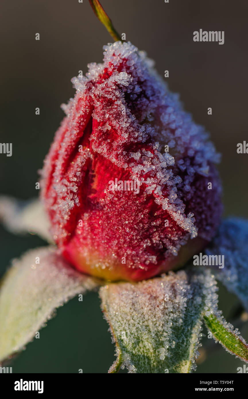 Beautiful macro image of a frozen rose flower covered with frost ...