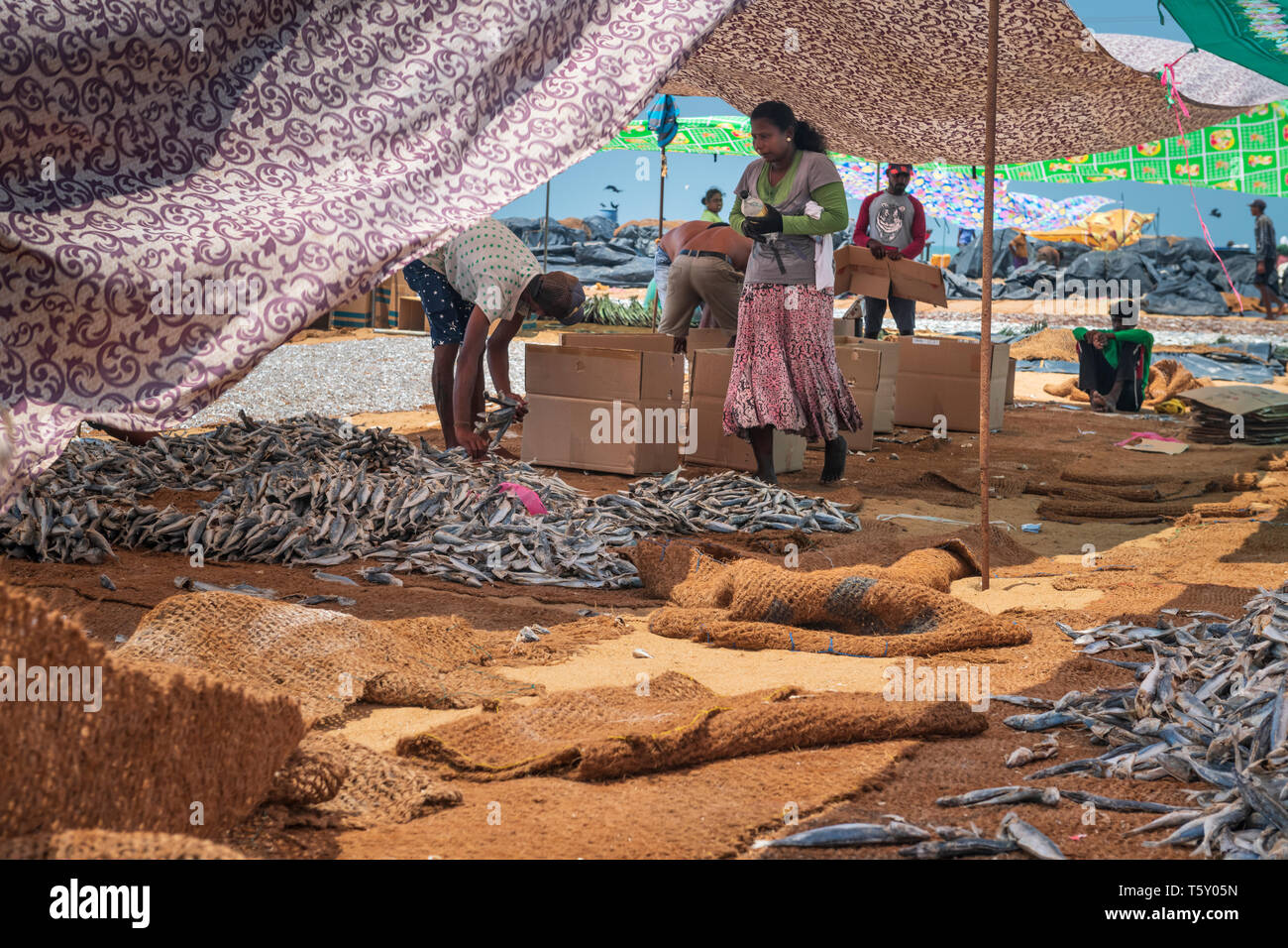 In the heat of of the afternoon men and  women prepare dried fish for market on Negombo beach in the west of Sri Lanka. Working in temperatures in the Stock Photo