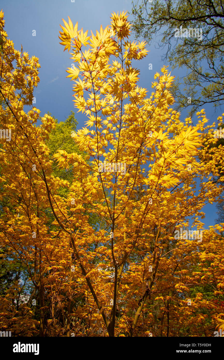 Palmate Maple (Acer Palmatum Katsura) with yellow foliage, at the beginning of the Spring (Allier - Auvergne - France). Garden. Stock Photo