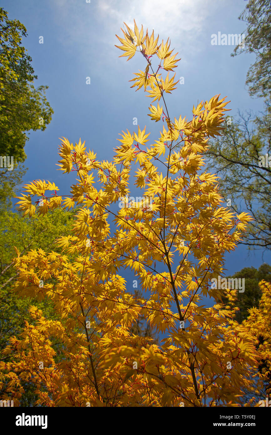 Palmate Maple (Acer Palmatum Katsura) with yellow foliage, at the beginning of the Spring (Allier - Auvergne - France). Garden. Stock Photo